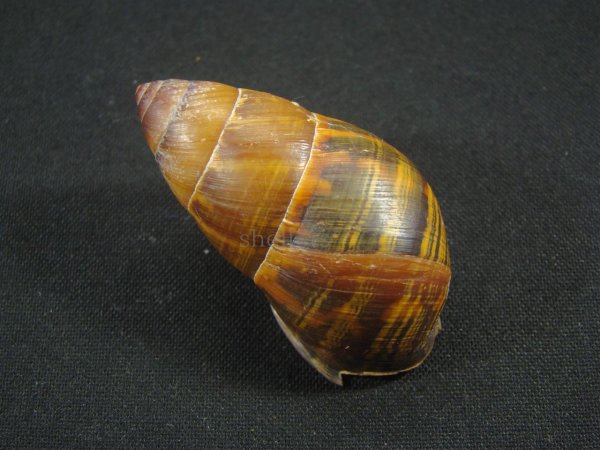 画像2: Dolicheulota formosensis ユニークパターン (2)