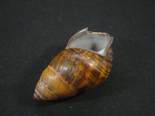 画像3: Dolicheulota formosensis ユニークパターン (3)