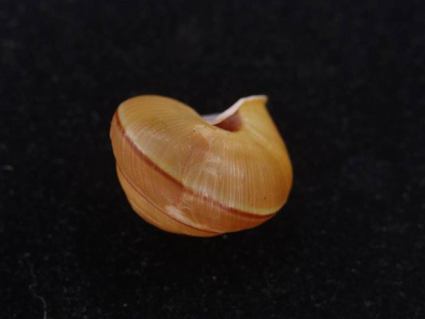 画像3: Satsuma paradoxa (3)