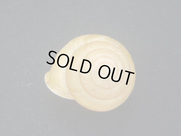 画像2: Satsuma jinlunensis (2)