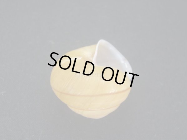 画像3: Satsuma jinlunensis (3)