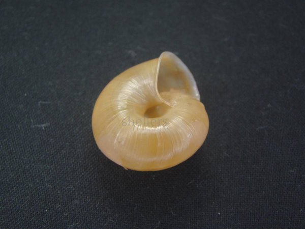 画像3: Satsuma formosensis (3)