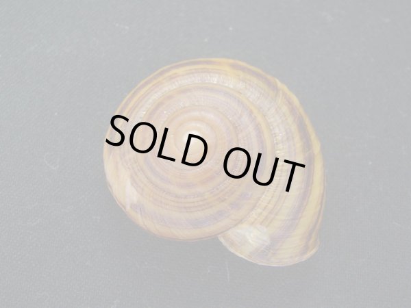 画像2: Takasagohadra multifasciata (2)