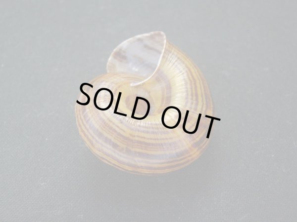 画像3: Takasagohadra multifasciata (3)