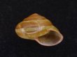 画像1: Satsuma longkiauwensis (1)