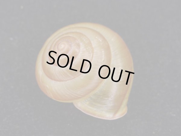 画像2: Satsuma longkiauwensis (2)