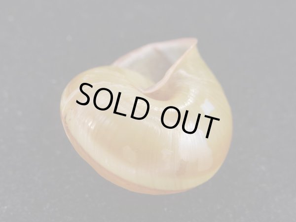 画像3: Satsuma longkiauwensis (3)