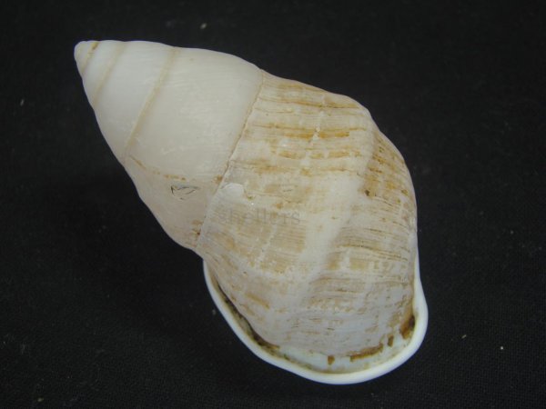 画像2: ナッグスオオマレイマイマイ　右巻 (2)