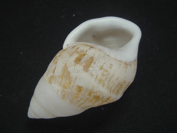 画像3: ナッグスオオマレイマイマイ　右巻 (3)