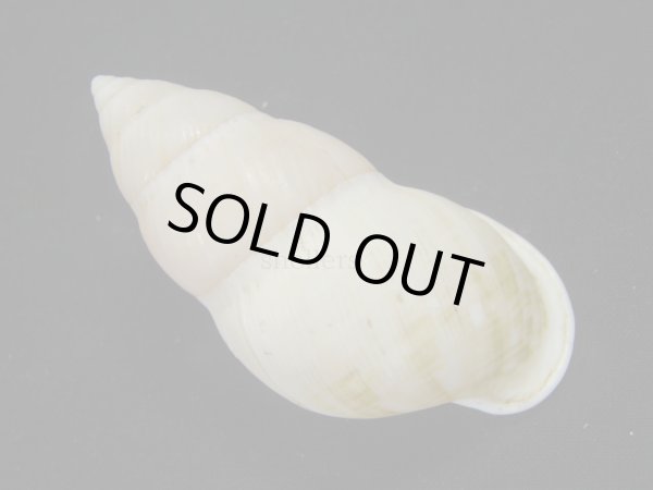 画像2: ナッグスオオマレイマイマイ　左巻　スレンダーフォーム (2)