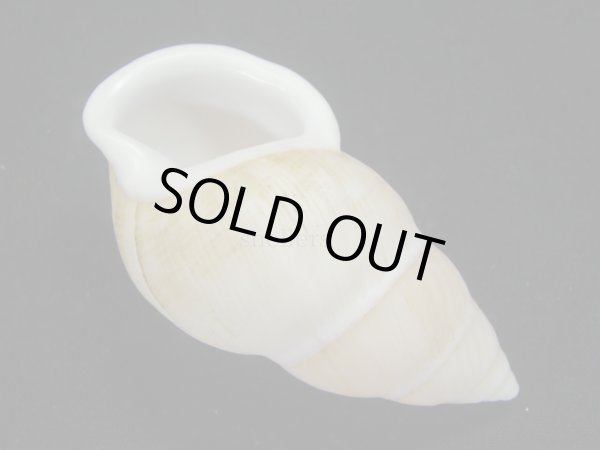 画像3: ナッグスオオマレイマイマイ　左巻　スレンダーフォーム (3)