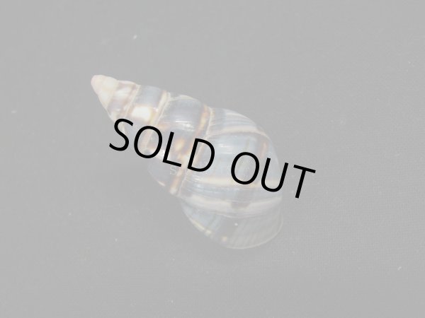 画像2: トラフイトヒキマイマイ (2)