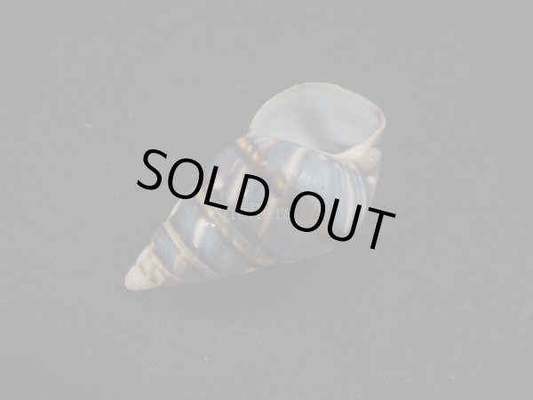 画像3: トラフイトヒキマイマイ (3)