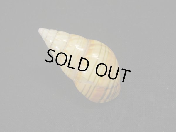 画像2: アグアヨイトヒキマイマイ (2)