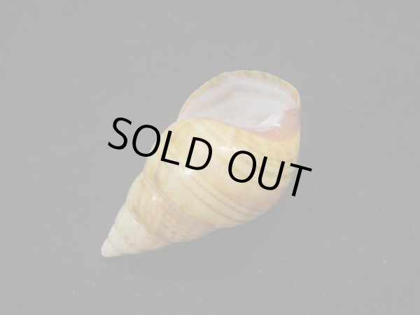 画像3: アグアヨイトヒキマイマイ (3)