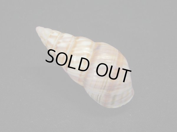 画像2: アグアヨイトヒキマイマイ　大 (2)