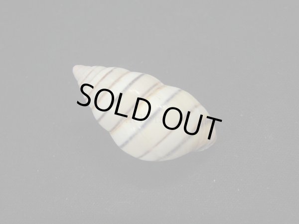 画像2: ハタイトヒキマイマイ 左巻 (2)