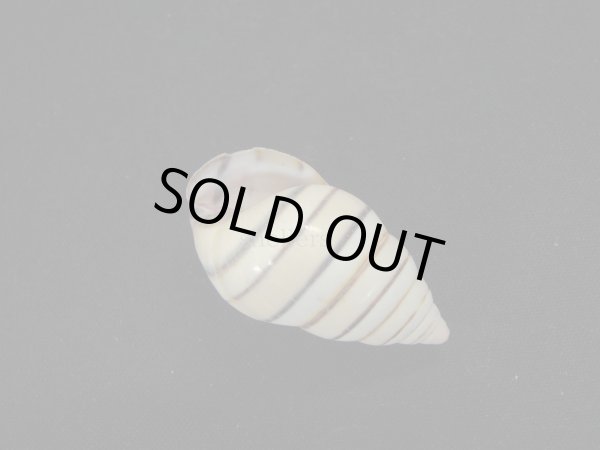 画像3: ハタイトヒキマイマイ 左巻 (3)