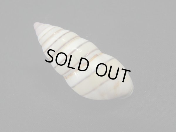 画像2: ハタイトヒキマイマイ　左巻　大 (2)