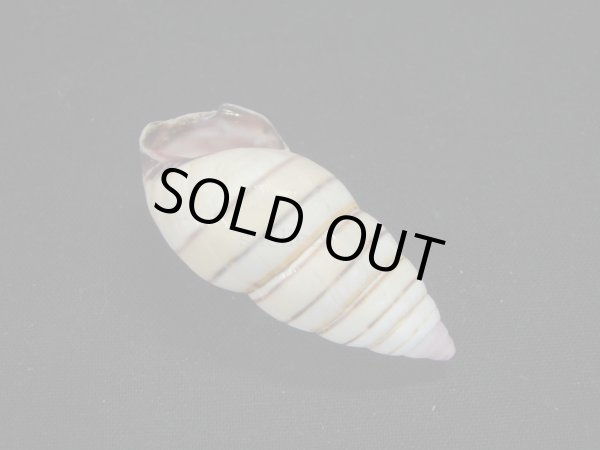 画像3: ハタイトヒキマイマイ　左巻　大 (3)