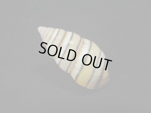 画像2: ハタイトヒキマイマイ 右巻 (2)