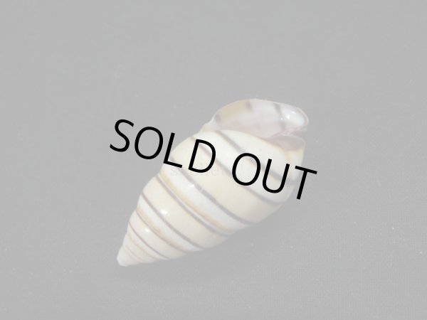 画像3: ハタイトヒキマイマイ 右巻 (3)