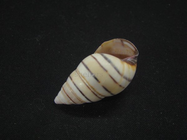 画像3: ハタイトヒキマイマイ 右巻 (3)