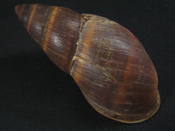 画像2: ペルークロナガマイマイ (2)