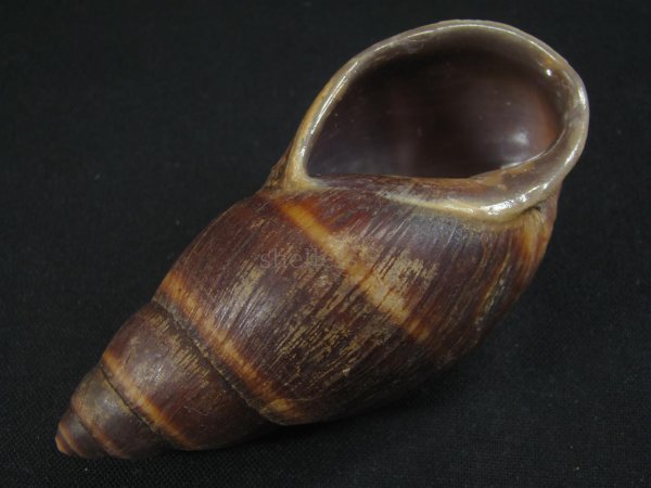 画像3: ペルークロナガマイマイ (3)