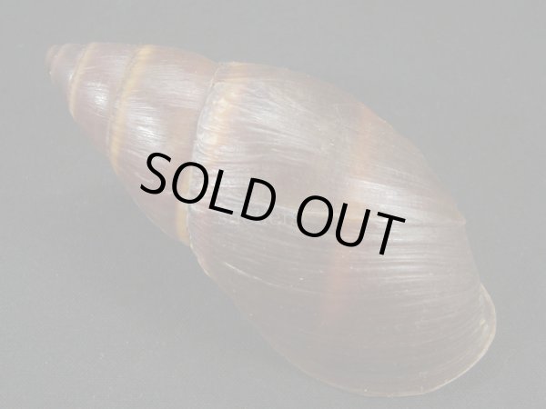 画像2: ペルークロナガマイマイ? 特大だけどシッピングダメージ (2)