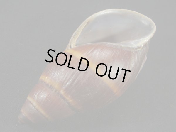 画像3: ペルークロナガマイマイ? 特大だけどシッピングダメージ (3)