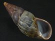 画像1: ペルーサルタンサラサマイマイの仲間（Porphyrobaphe latevittata）特大　パープルパールリップ　スレンダーフォーム (1)