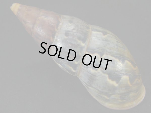 画像2: ペルーサルタンサラサマイマイの仲間（Porphyrobaphe latevittata）特大　パープルパールリップ　スレンダーフォーム (2)