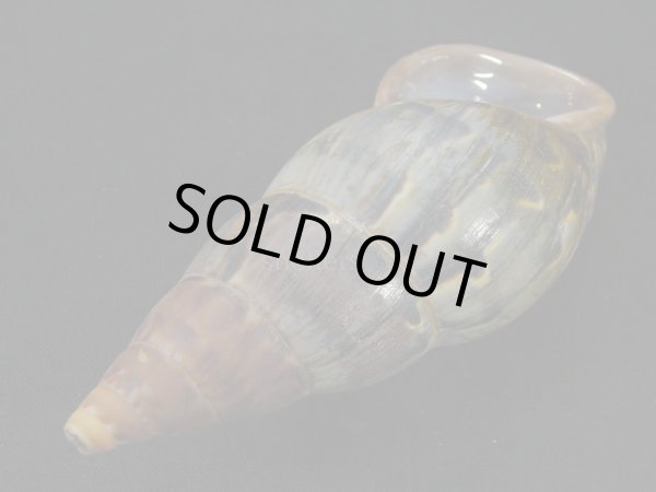 画像3: ペルーサルタンサラサマイマイの仲間（Porphyrobaphe latevittata）特大　パープルパールリップ　スレンダーフォーム (3)