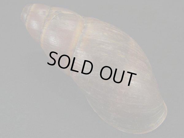 画像2: ペルークロナガマイマイ？　特大 (2)