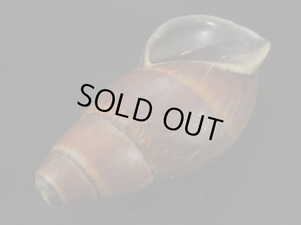 画像3: ペルークロナガマイマイ？　特大 (3)