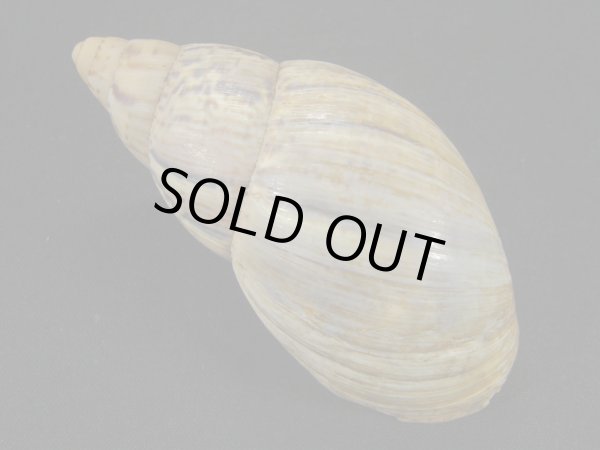 画像2: Quechua olmosensis olmosensis (2)