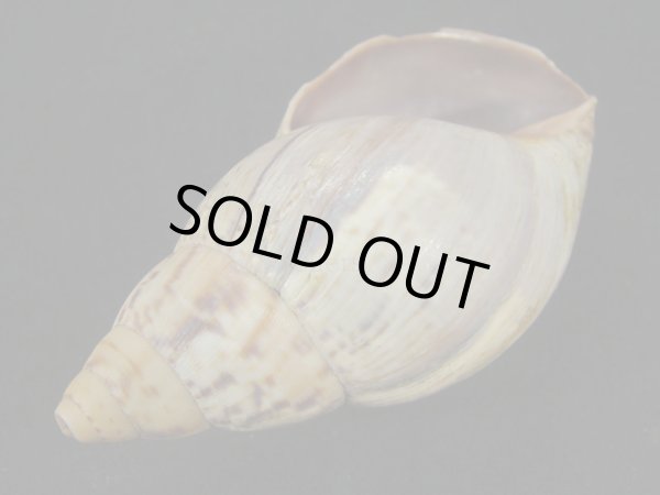 画像3: Quechua olmosensis olmosensis (3)