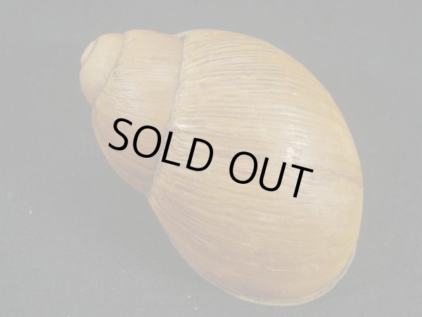 画像2: ウツクシアカマイマイ(Megalobulimus capillaceus) (2)