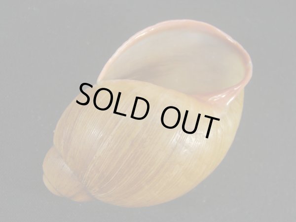 画像3: ウツクシアカマイマイ(Megalobulimus capillaceus) (3)