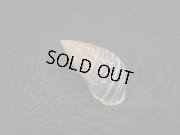 画像2: Drymaeus serotinus 濃色 (2)