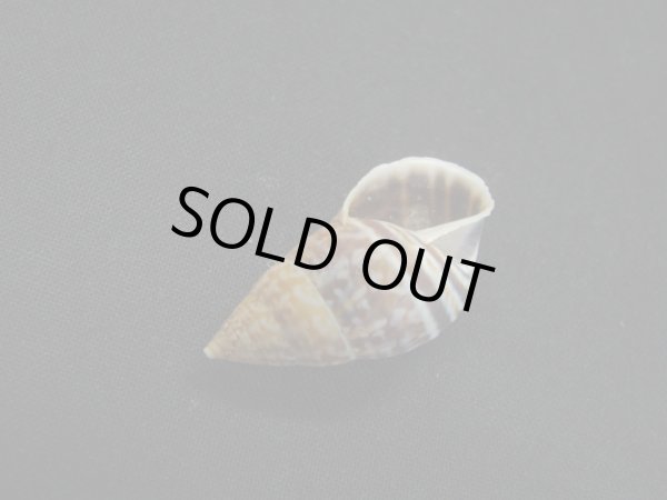 画像3: Drymaeus serotinus 濃色 (3)