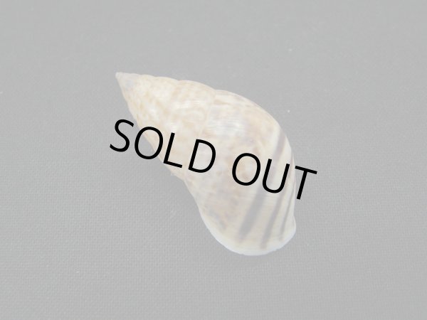 画像2: Drymaeus serotinus 茶 (2)