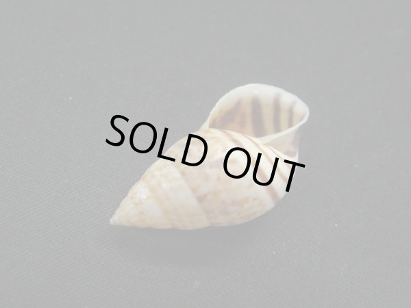 画像3: Drymaeus serotinus 茶 (3)