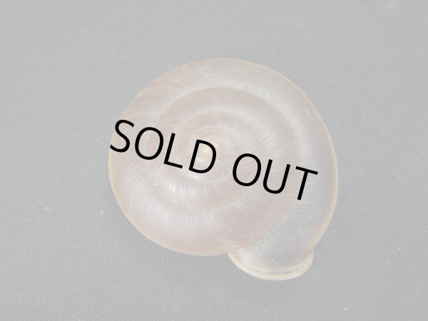 画像2: Labyrinthus tarapotensis 美品 茶口唇 (2)