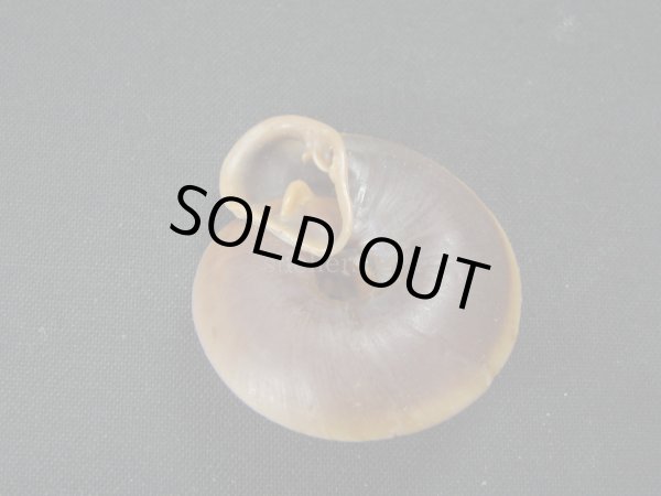 画像3: Labyrinthus tarapotensis 美品 茶口唇 (3)