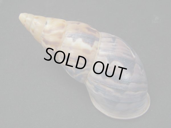 画像2: クチジロペルーウルシマイマイ (2)