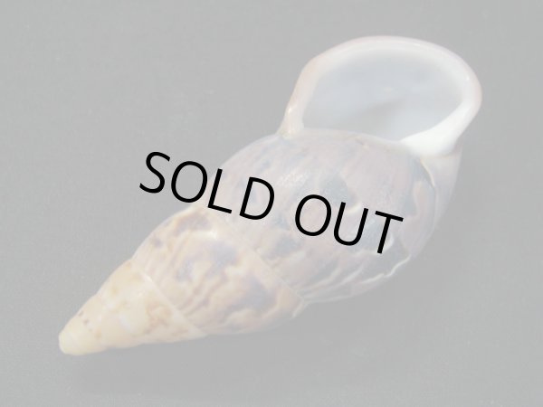 画像3: クチジロペルーウルシマイマイ (3)