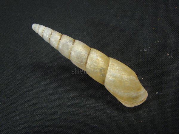 画像2: Obeliscus cf.pairensis Higgins 美品 老成 (2)