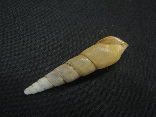 画像3: Obeliscus cf.pairensis Higgins 美品 老成 (3)